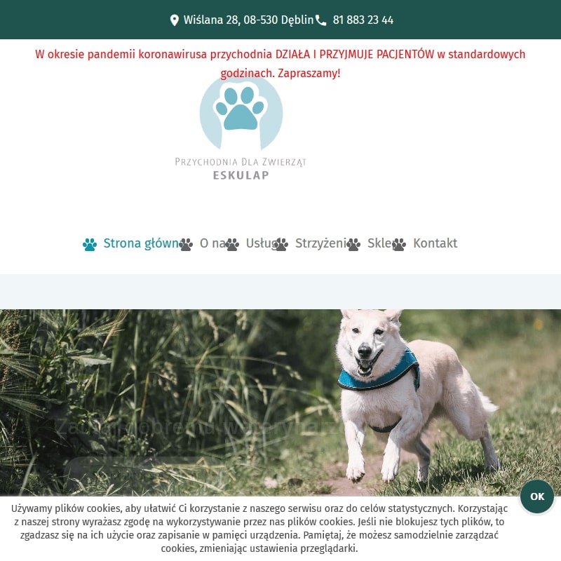 Zabiegi pielęgnacyjne dla psów