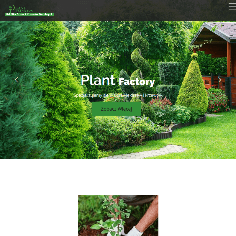 Krzewy iglaste i liściaste do ogrodu